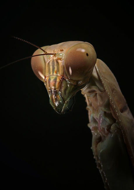 macrofotografía: insecto1