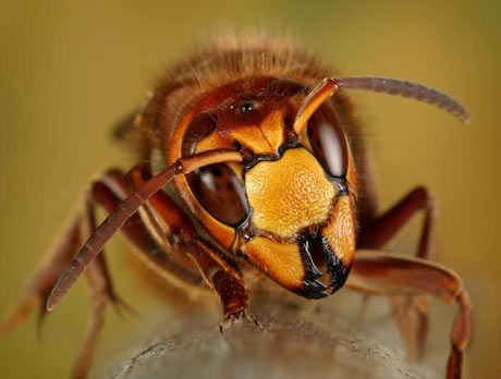 macrofotografía: insecto2
