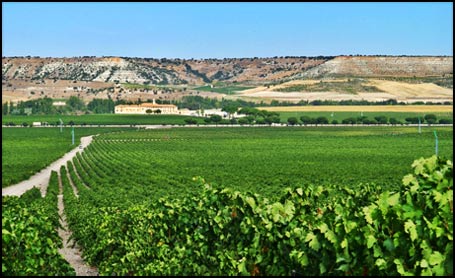 Abadia Retuerta :: Viñedos
