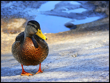 Fotografía digital :: Pato salvaje en Savolinna (Finlandia)