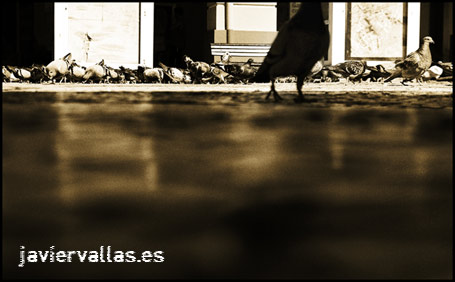 fotografía digital: La paloma sin nombre