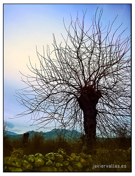 Fotografía digital: Árboles Mágicos - Alambres